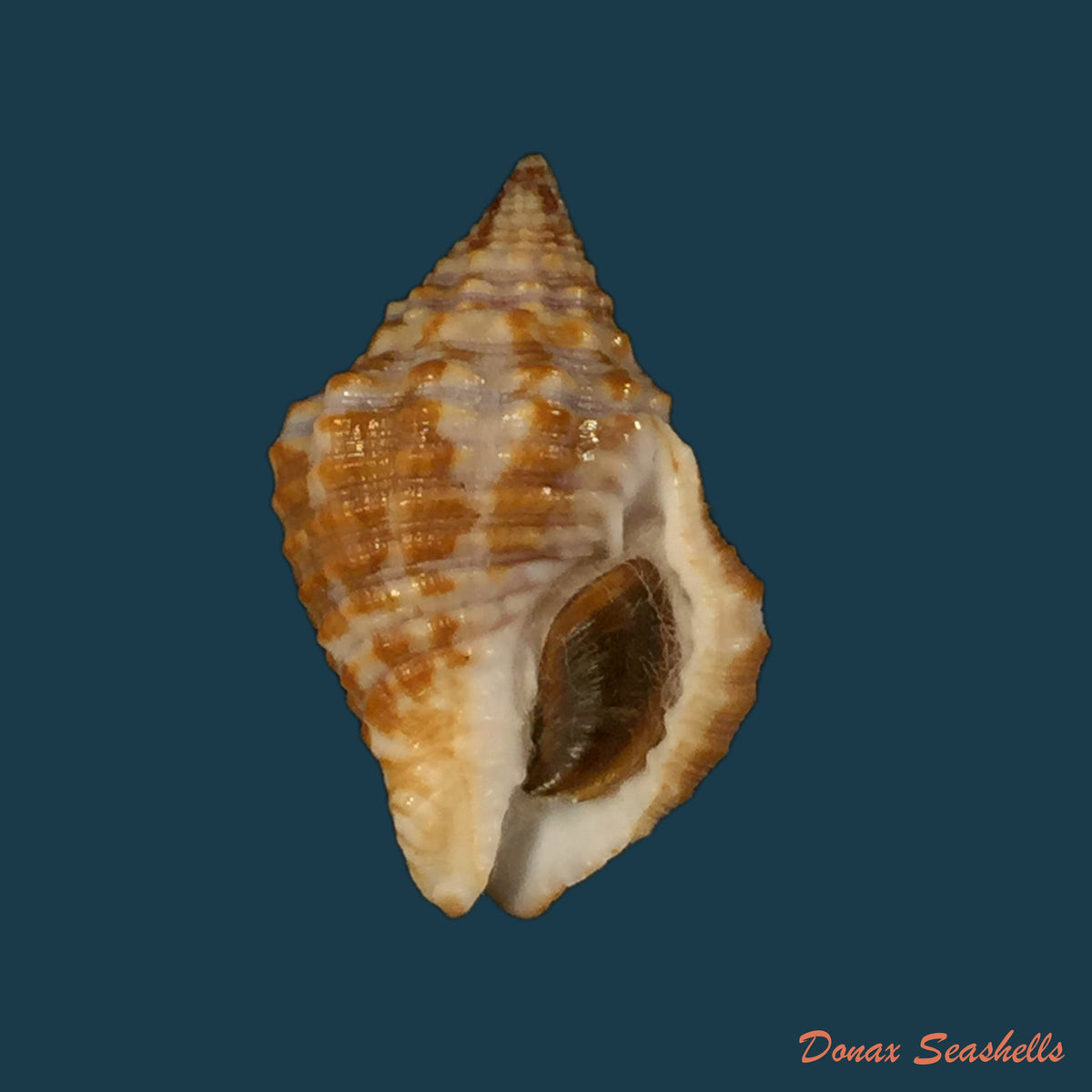 copia-de-pisania-pusio-linnaeus-1758-24-4mm