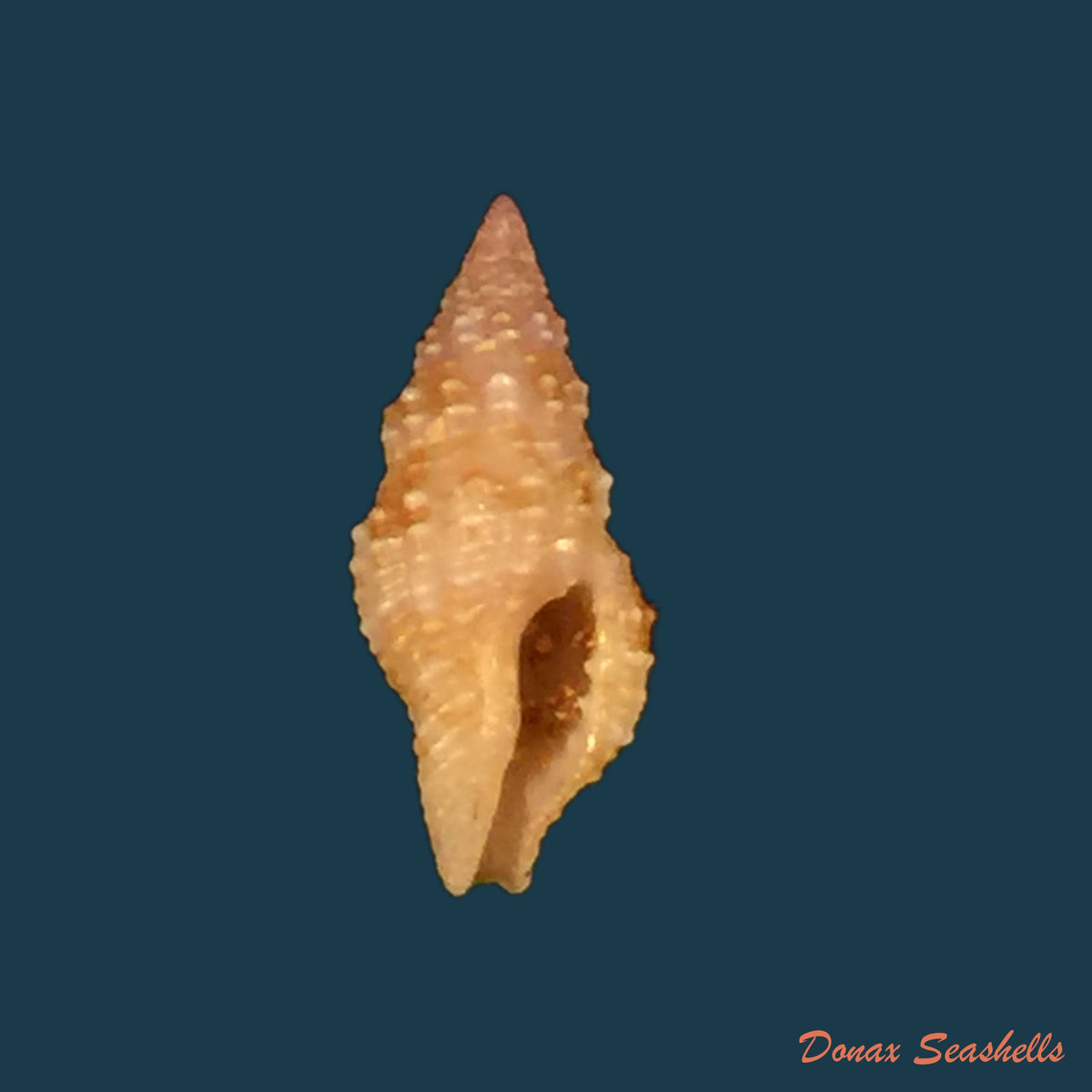 copia-de-pisania-tinctus-conrad-1846-24-4mm