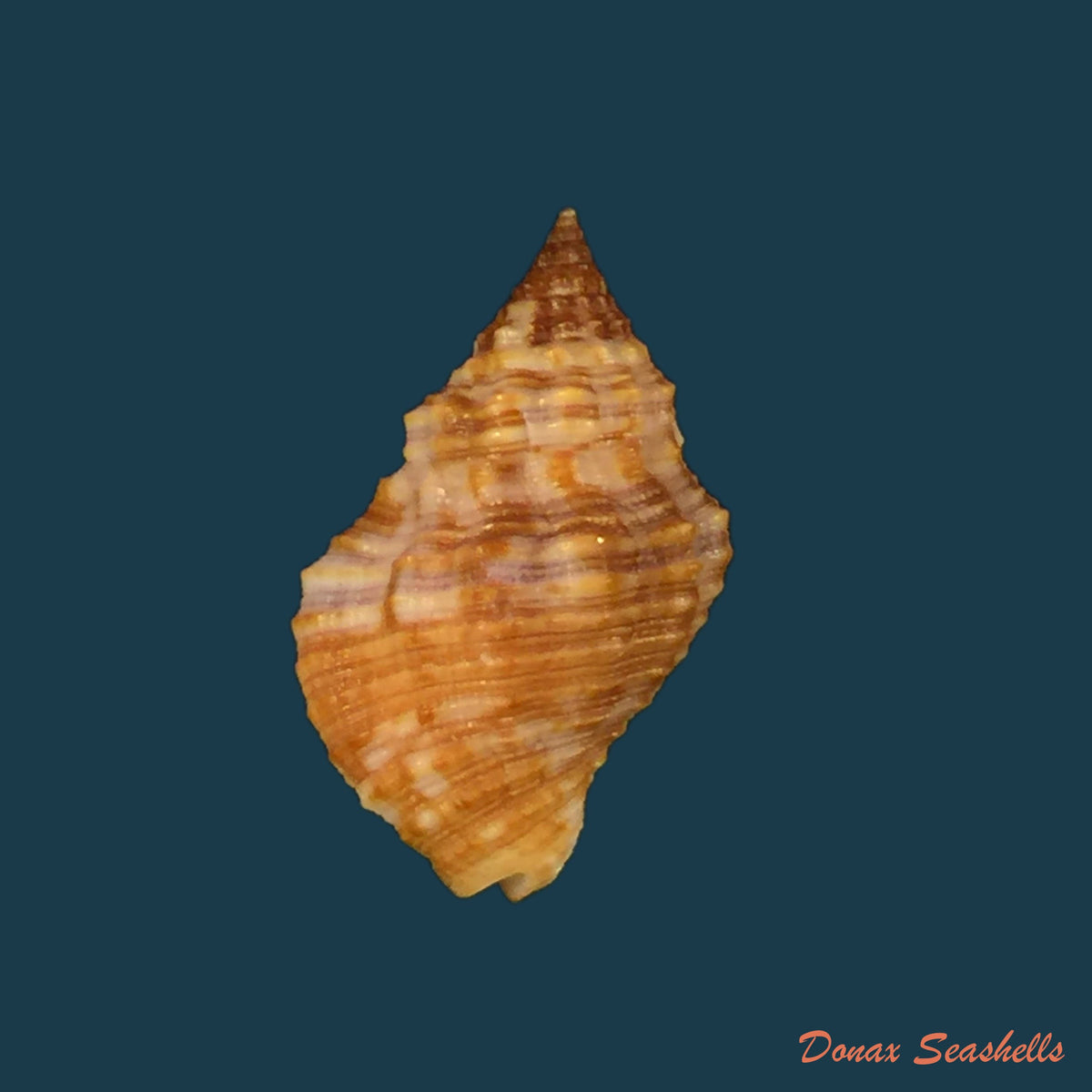 copia-de-pisania-tinctus-conrad-1846-24-8mm