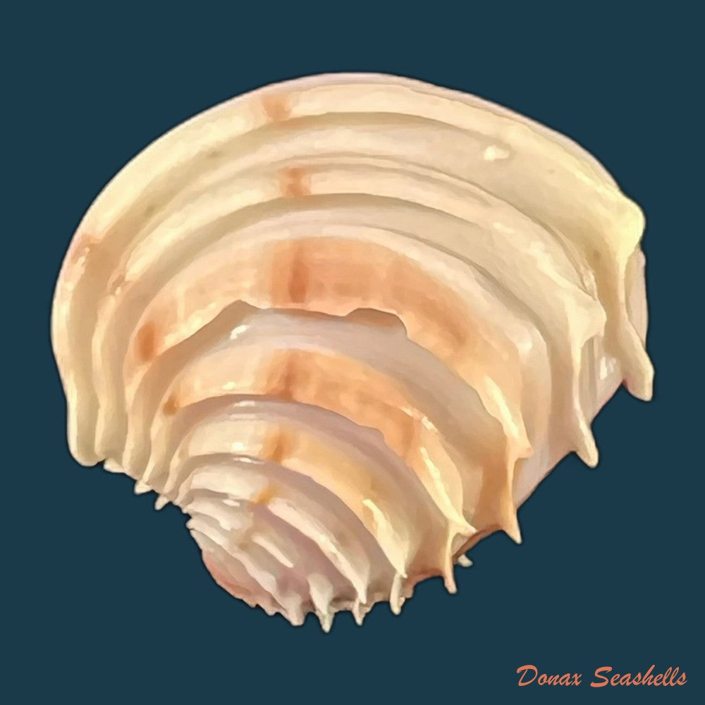 copia-de-placamen-tiara-dillwyn-1817-15-8mm