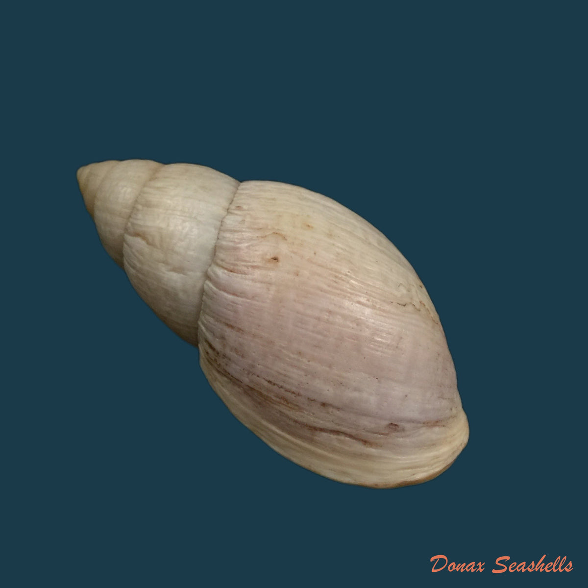 copia-de-placostylus-fibratus-martyn-1784-106mm