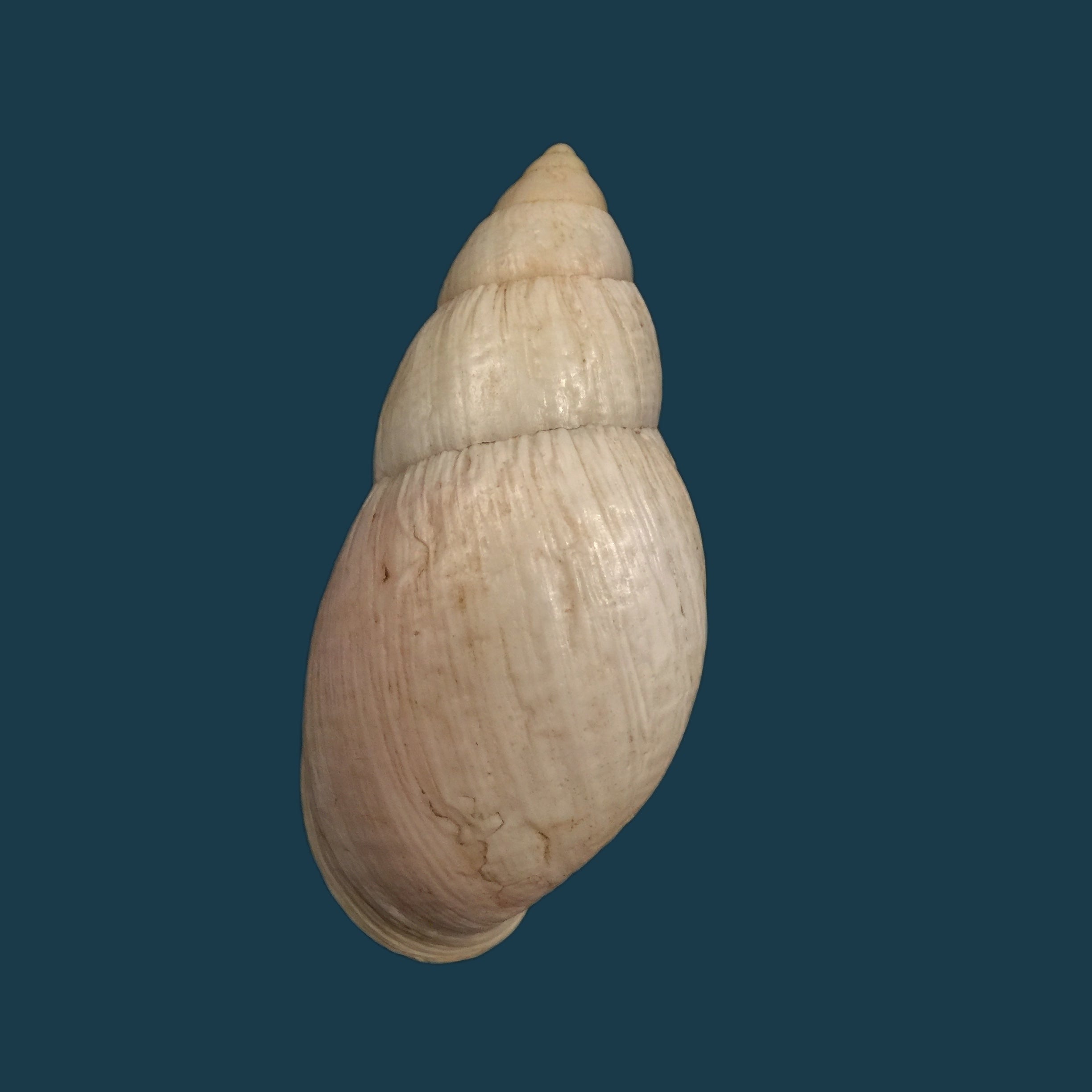 Placostylus bovinus Bruguière,1784 - 76,2mm