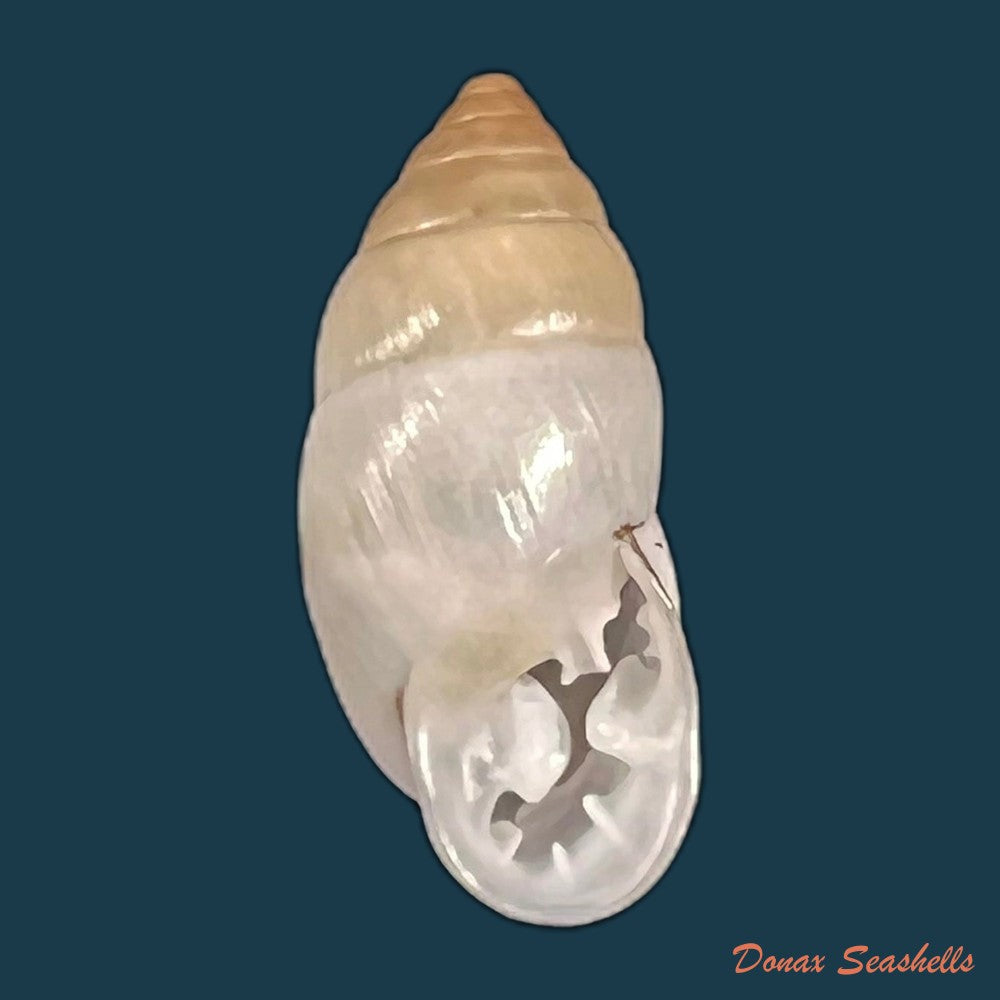 copia-de-plagiodontes-dentatus-w-wood-1828-21-1mm
