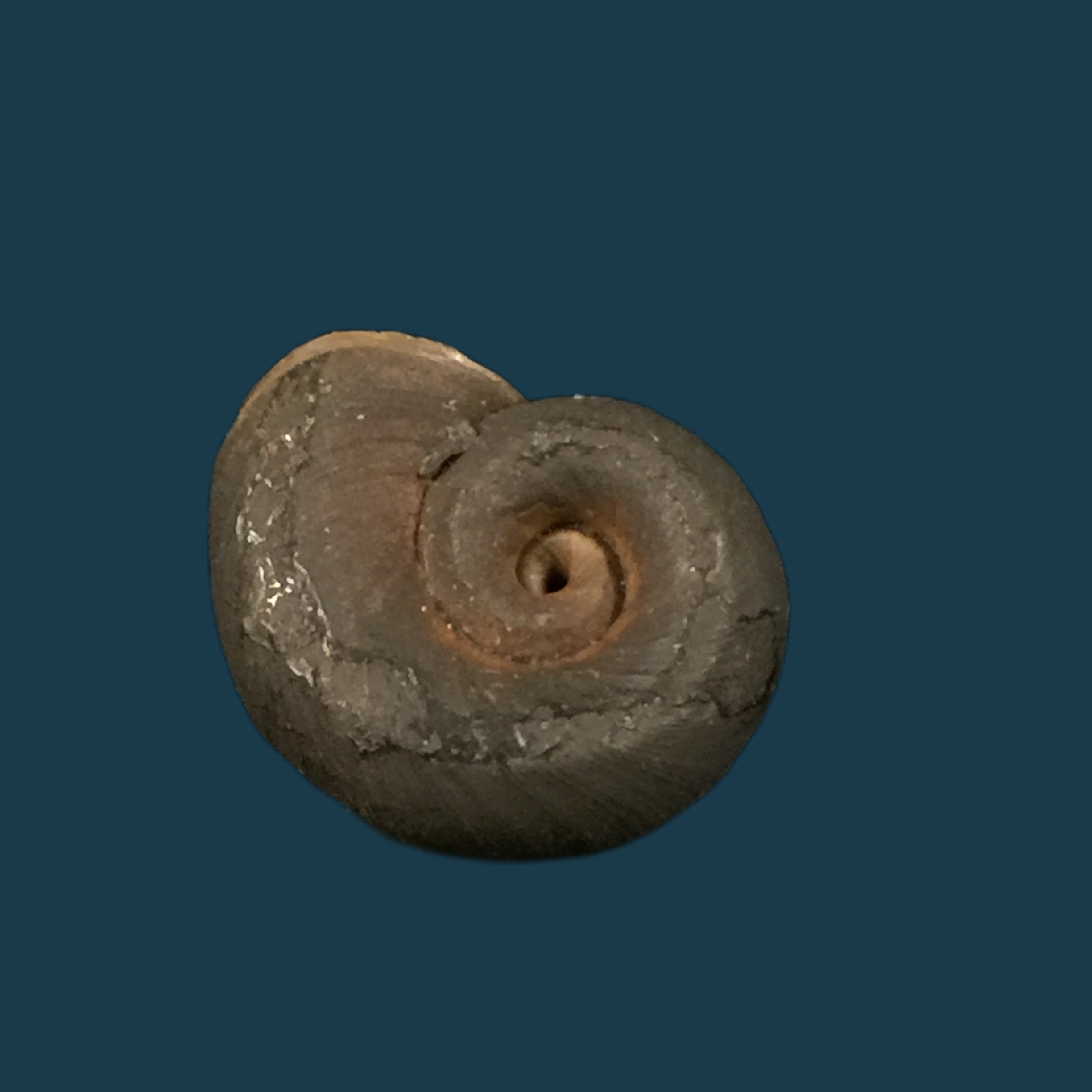 Biomphalaria andecola (d'Orbigny, 1835) - 17,8毫米