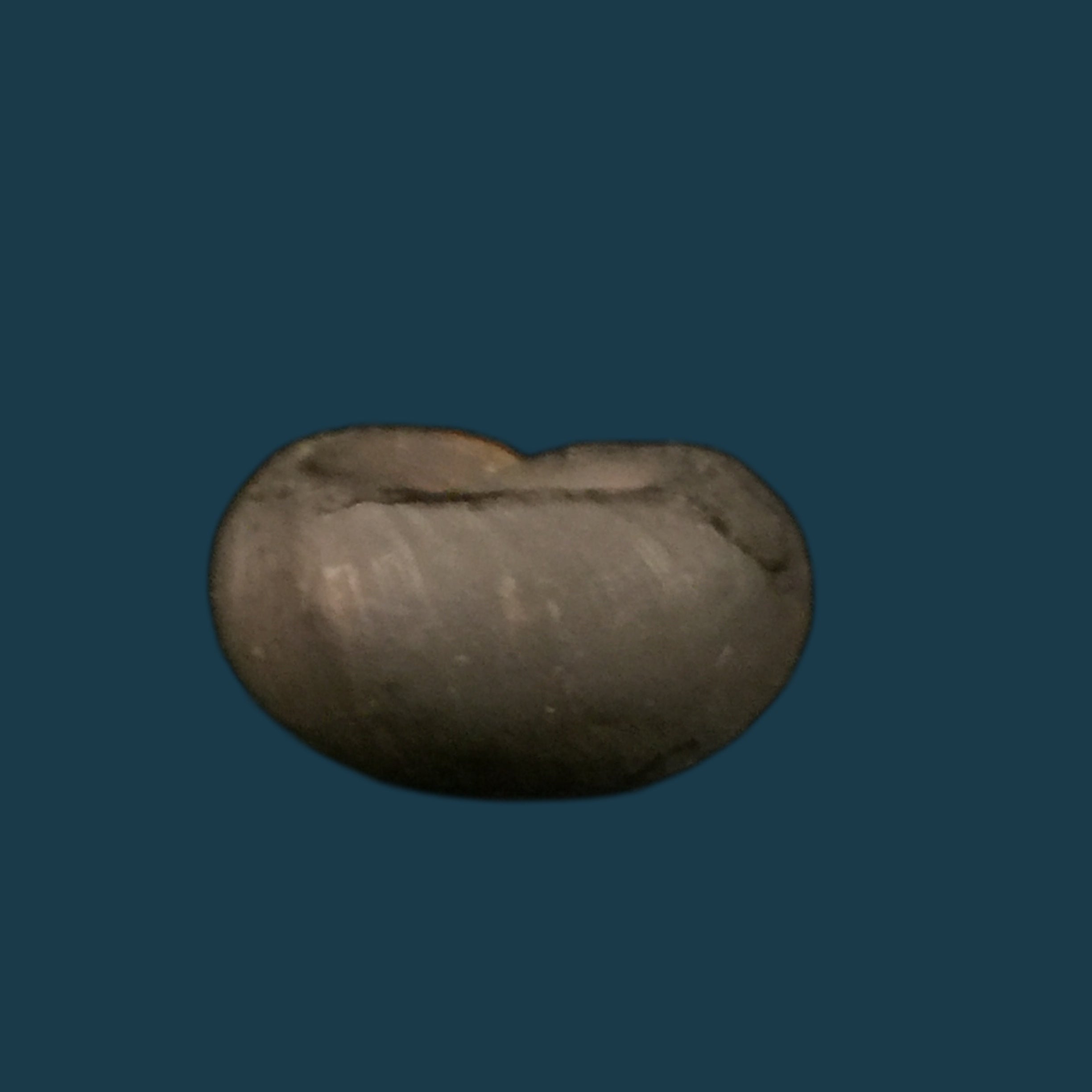 Biomphalaria andecola (d'Orbigny, 1835) - 17,8毫米