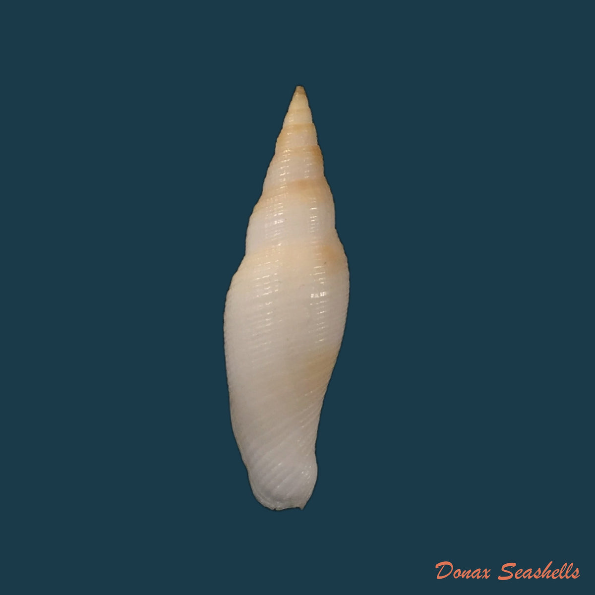 copia-de-probata-barbadensis-gmelin-1791-24-9mm