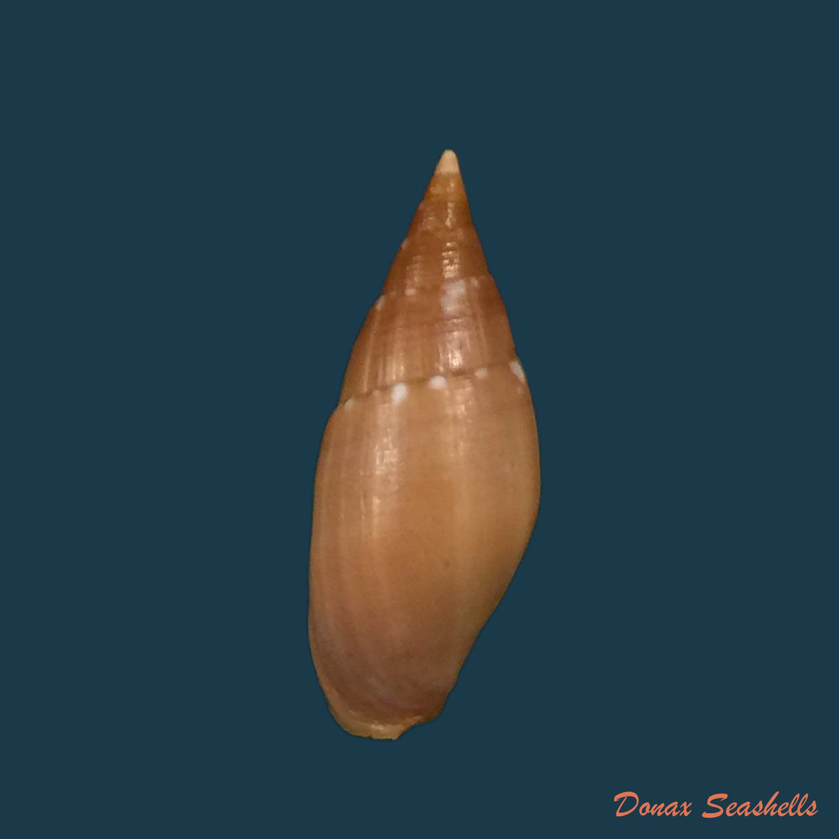 copia-de-probata-barbadensis-gmelin-1791-27mm-1