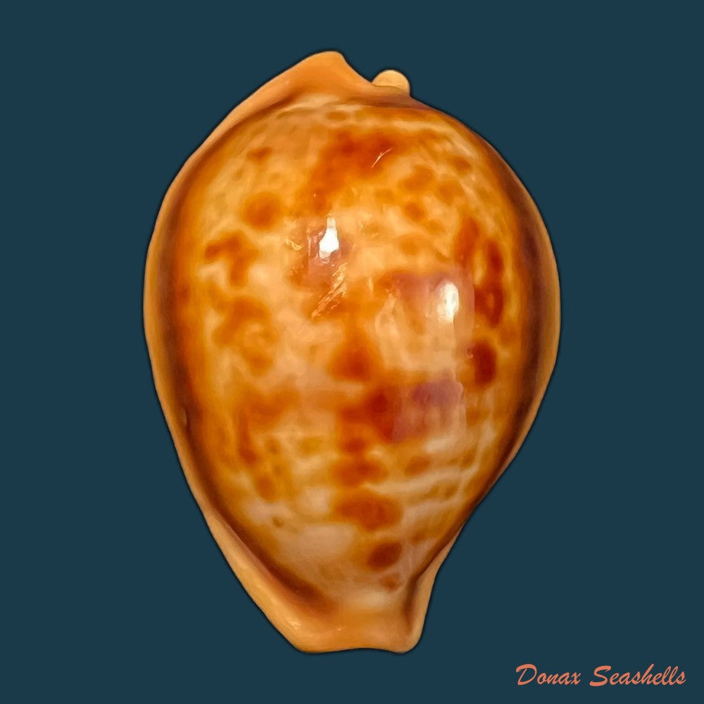 copia-de-propustularia-surinamensis-g-perry-1811-30-3mm