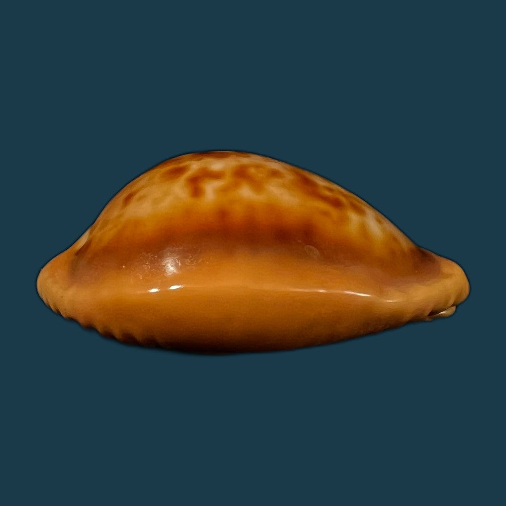 copia-de-propustularia-surinamensis-g-perry-1811-30-3mm