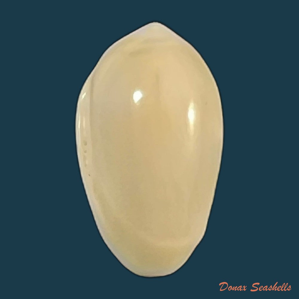 copia-de-prunum-amygdalum-kiener-1841-15-5mm