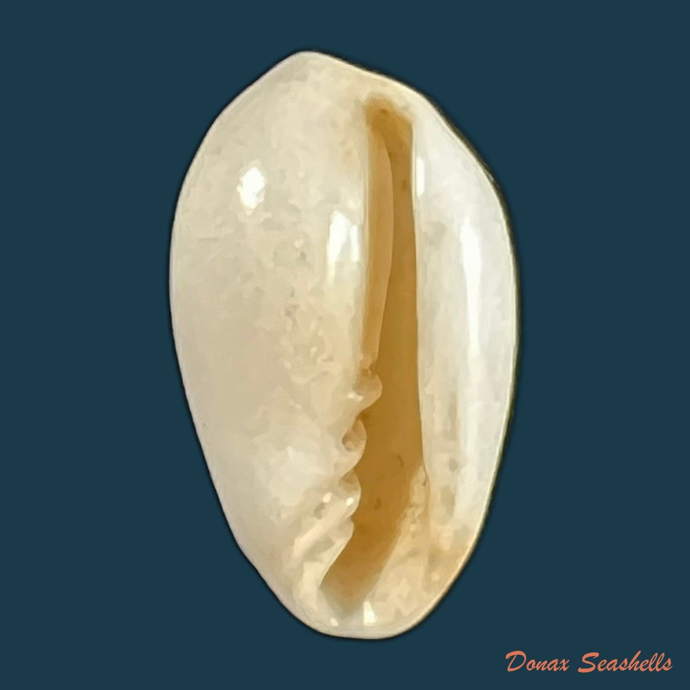 copia-de-prunum-amygdalum-kiener-1841-15-5mm
