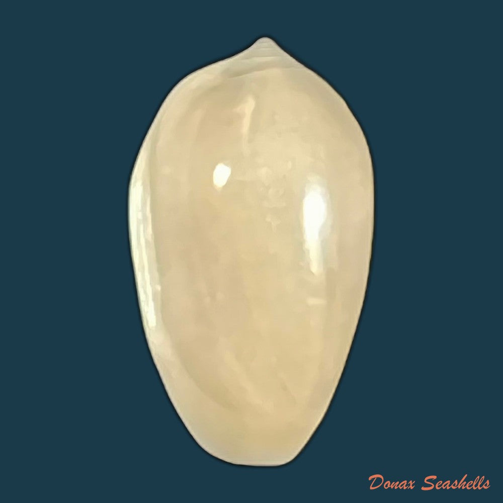 copia-de-prunum-amygdalum-kiener-1841-17-6mm