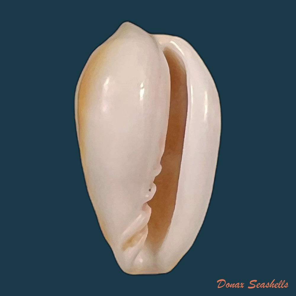 copia-de-prunum-curtum-g-b-sowerby-i-1832-22-3mm