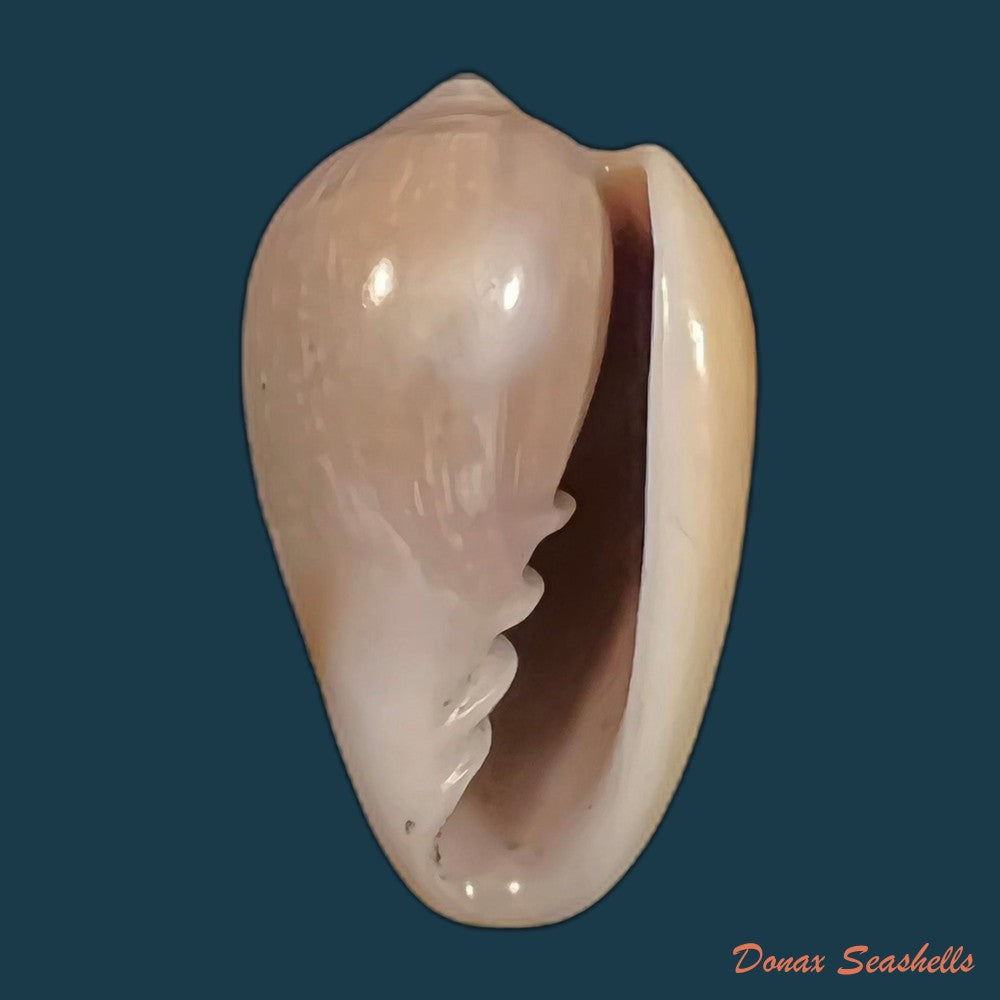 copia-de-prunum-curtum-g-b-sowerby-i-1832-22-6mm-1