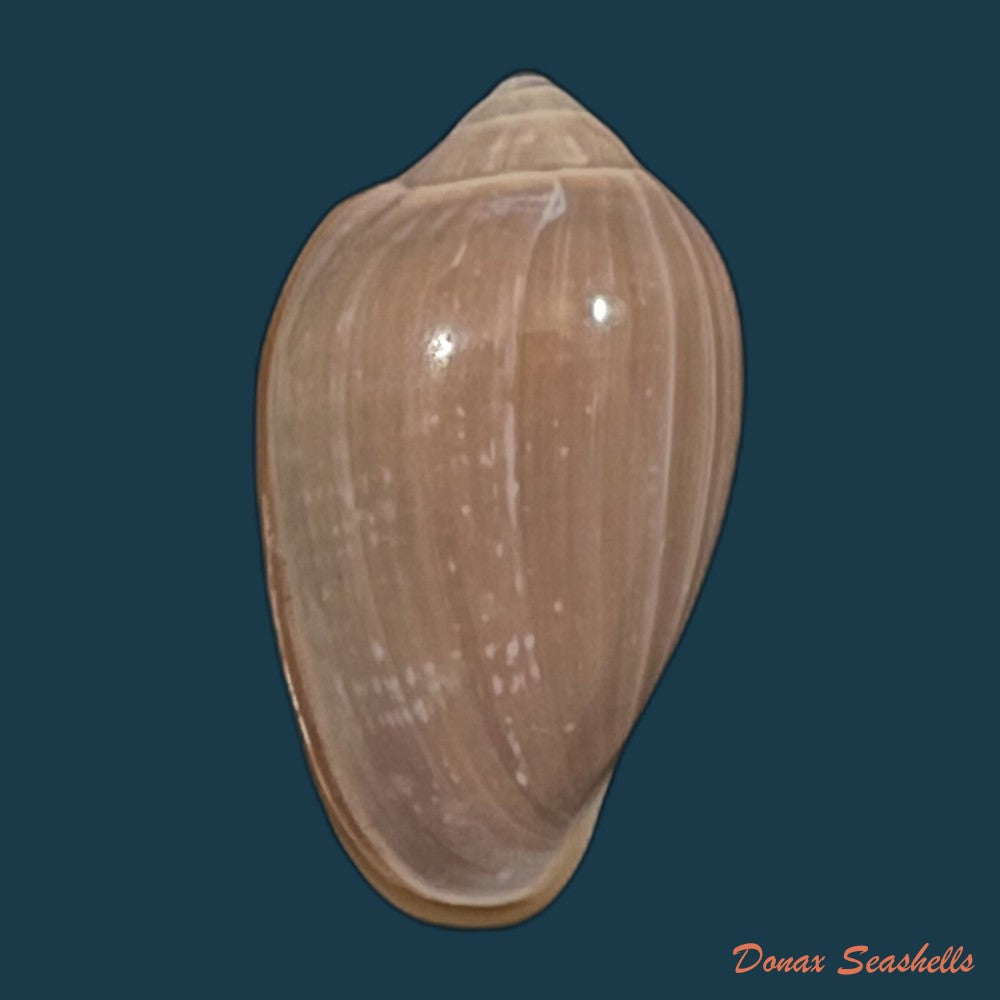 copia-de-prunum-curtum-g-b-sowerby-i-1832-23-4mm