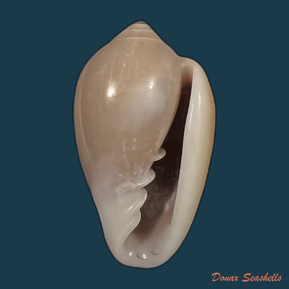 copia-de-prunum-curtum-g-b-sowerby-i-1832-23-4mm