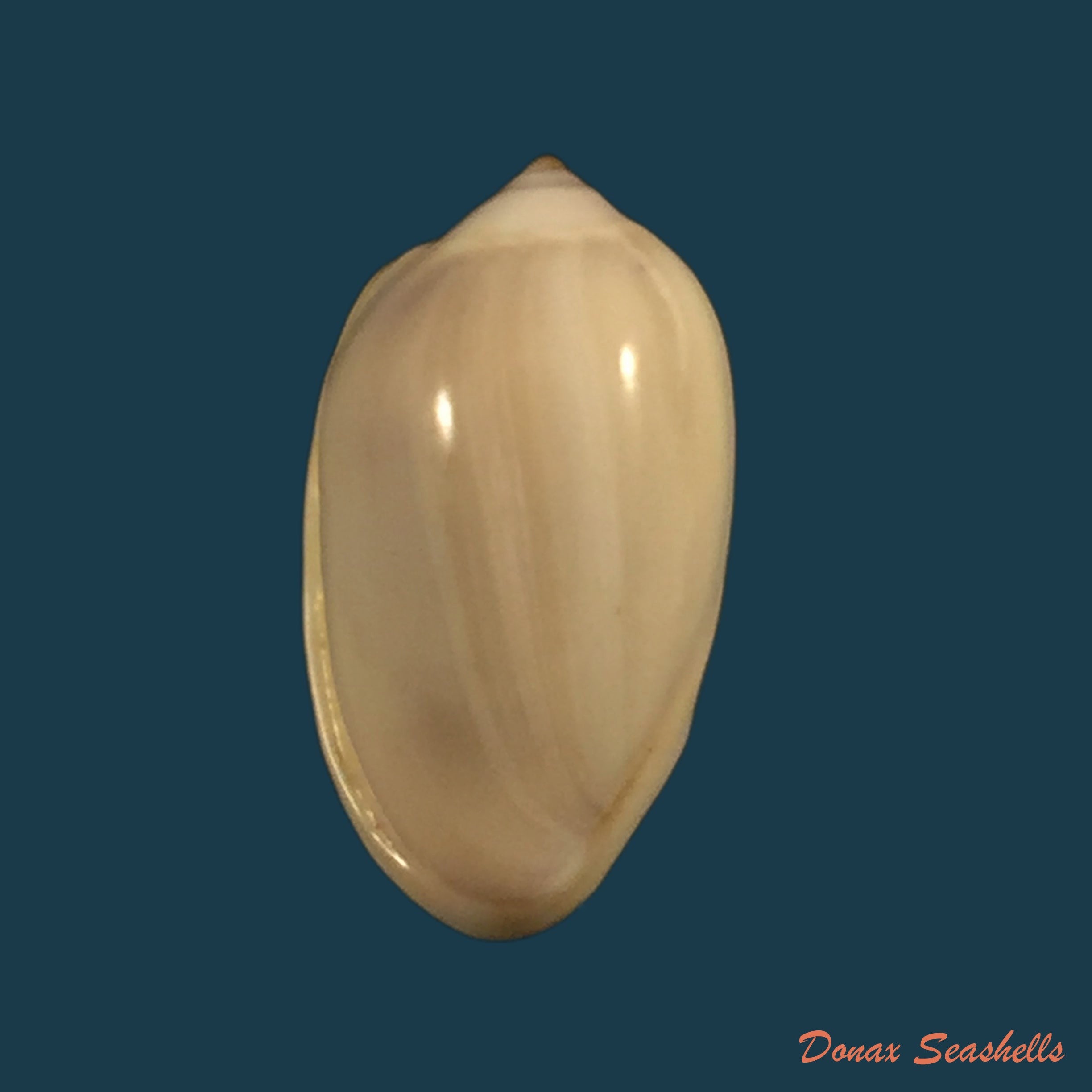 copia-de-prunum-leonardhilli-petuch-1990-18-4mm