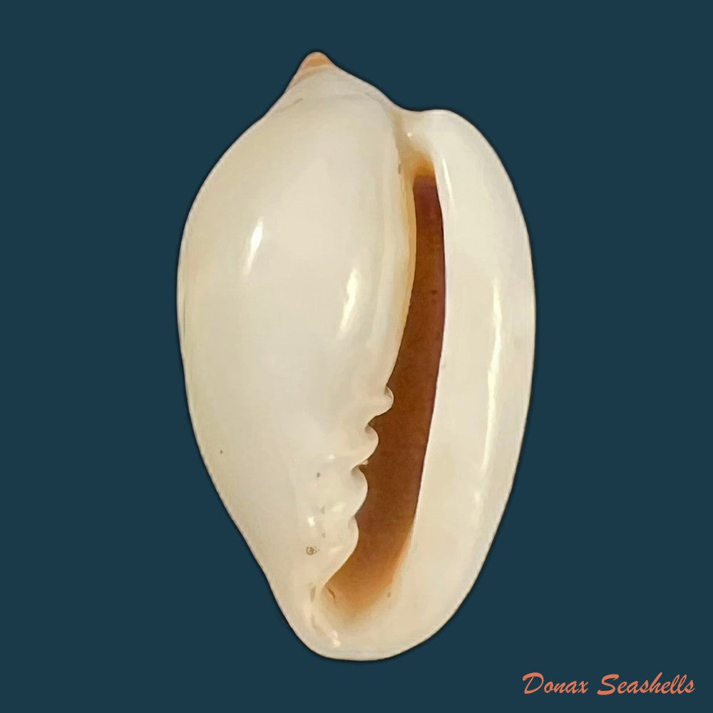 copia-de-prunum-marginatum-born-1778-23-1mm-1