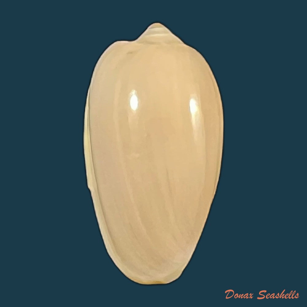 copia-de-prunum-martini-petit-1853-26-4mm