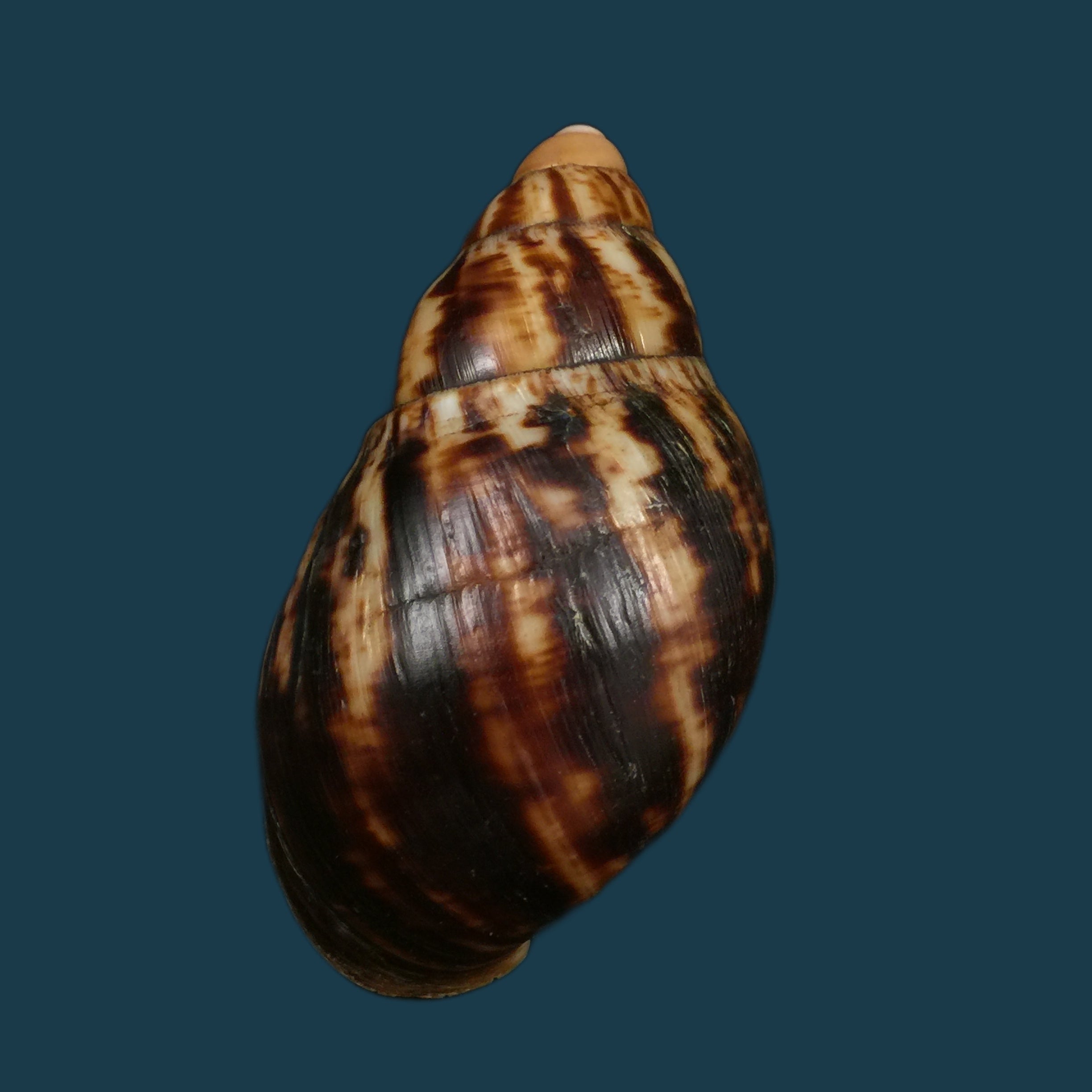 Archachatina marginata suturalis (Philippi,1849) - 106,6mm