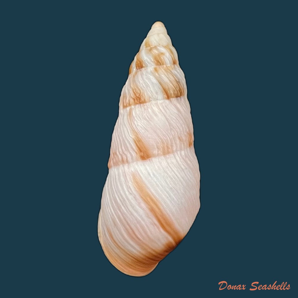 copia-de-pseudachatina-dennisoni-pfeiffer-1947-79-4mm-2