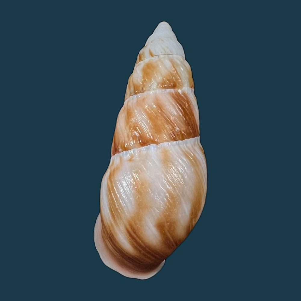 copia-de-pseudachatina-dennisoni-pfeiffer-1947-79-4mm-3
