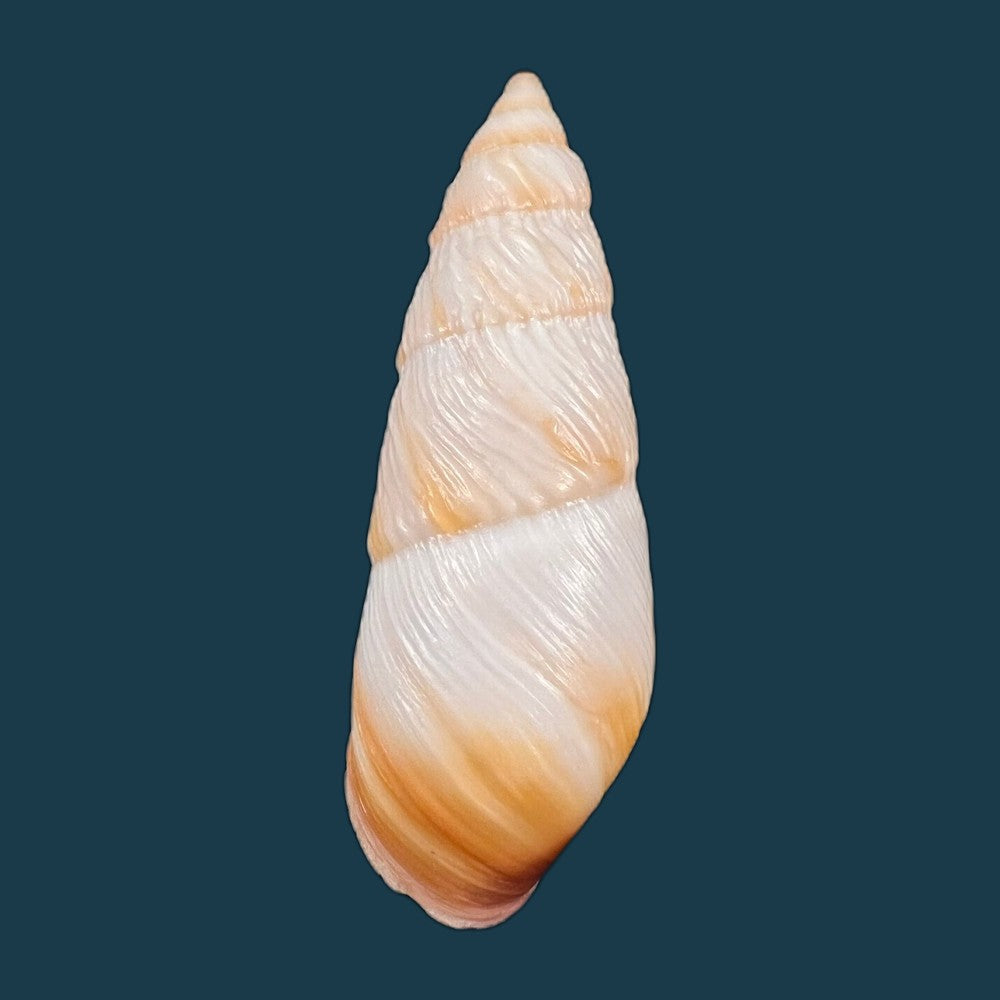copia-de-pseudachatina-downesii-g-b-sowerby-i-1838-81-1mm