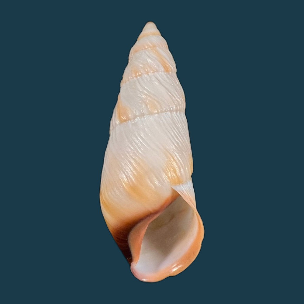 copia-de-pseudachatina-downesii-g-b-sowerby-i-1838-81-1mm