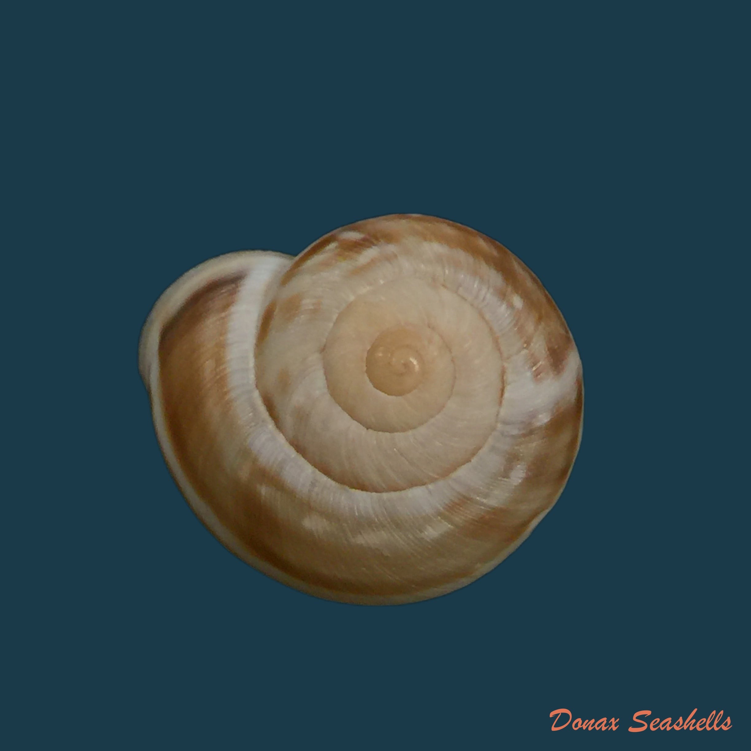 copia-de-pseudotachea-coquandi-morelet-1880-22-1mm