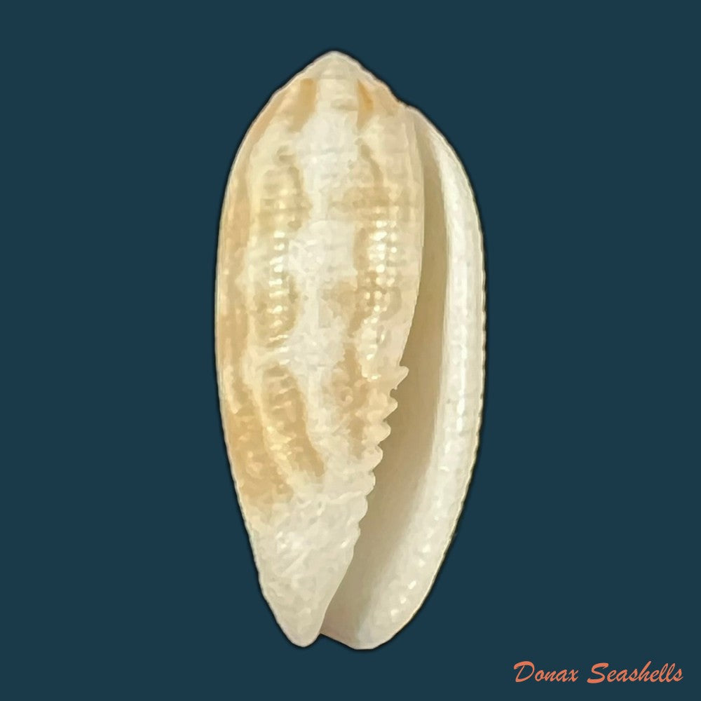 copia-de-pterygia-crenulata-gmelin-1791-22-5mm-1