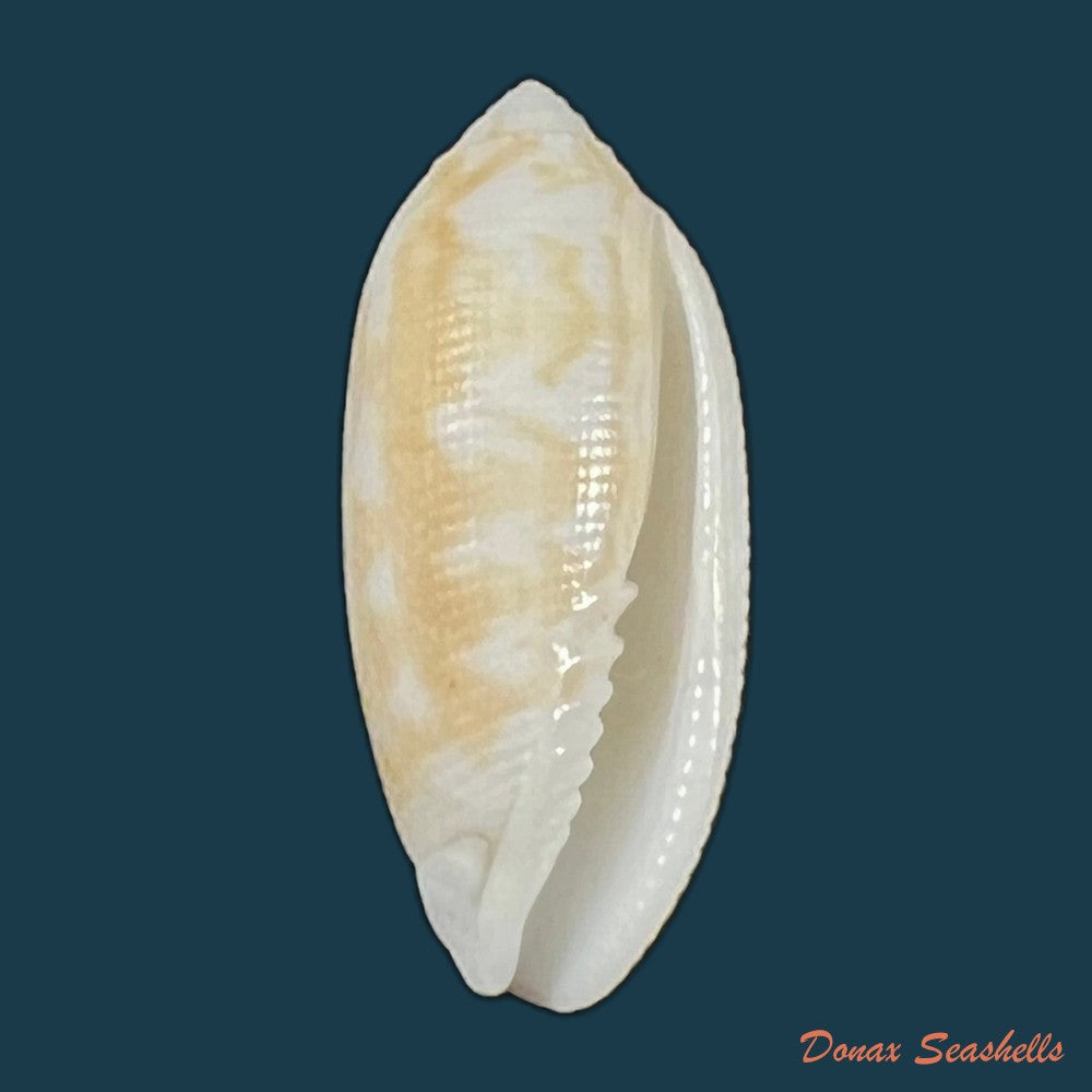 copia-de-pterygia-crenulata-gmelin-1791-25-3mm