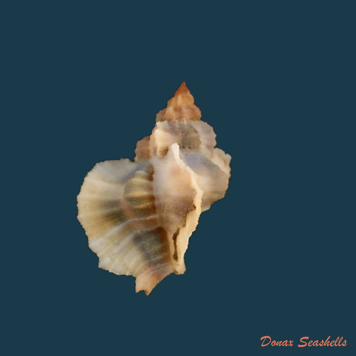 copia-de-pterynotus-albobrunneus-bersch-dattilio-1980-40mm