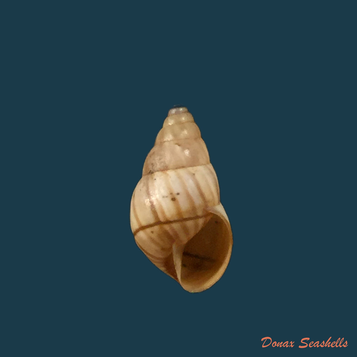 copia-de-rachis-jejuna-melvill-ponsonby-1893-11-8mm
