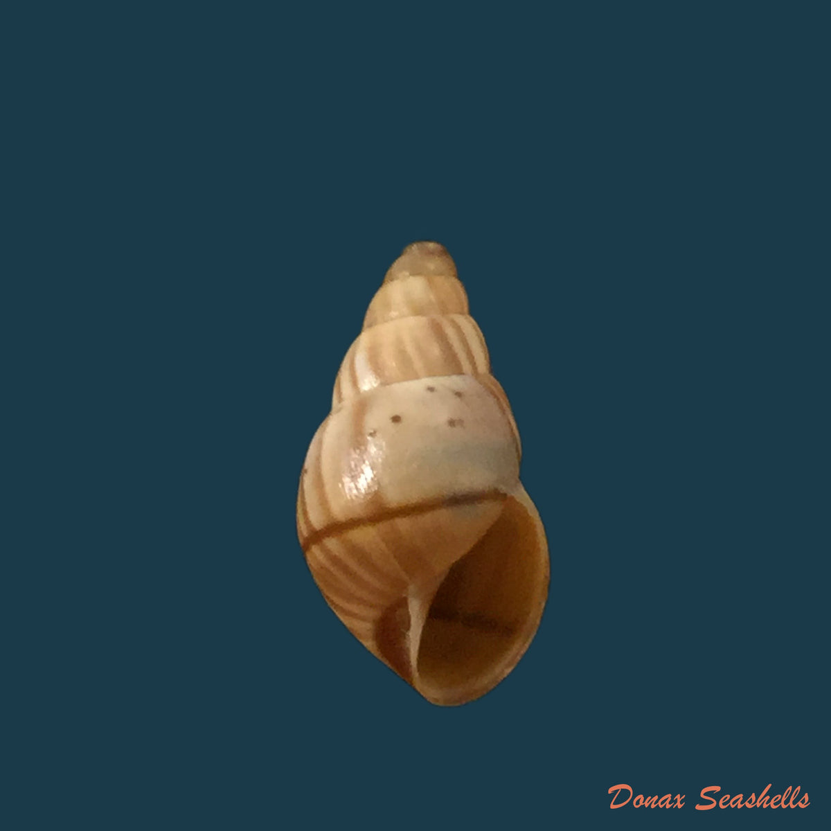 copia-de-rachis-jejuna-melvill-ponsonby-1893-13mm