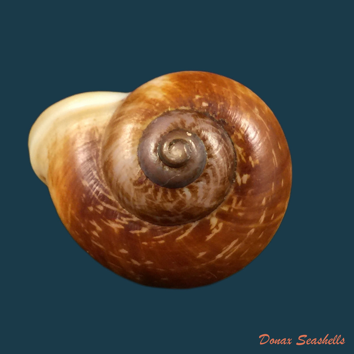 copia-de-rhiostoma-jalorensis-sykes-1903-28-9mm