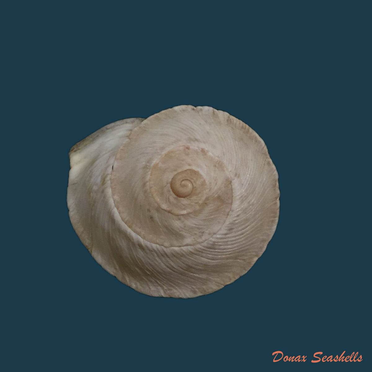 copia-de-rossmaessleria-sicanoides-kobelt-1881-19-3mm