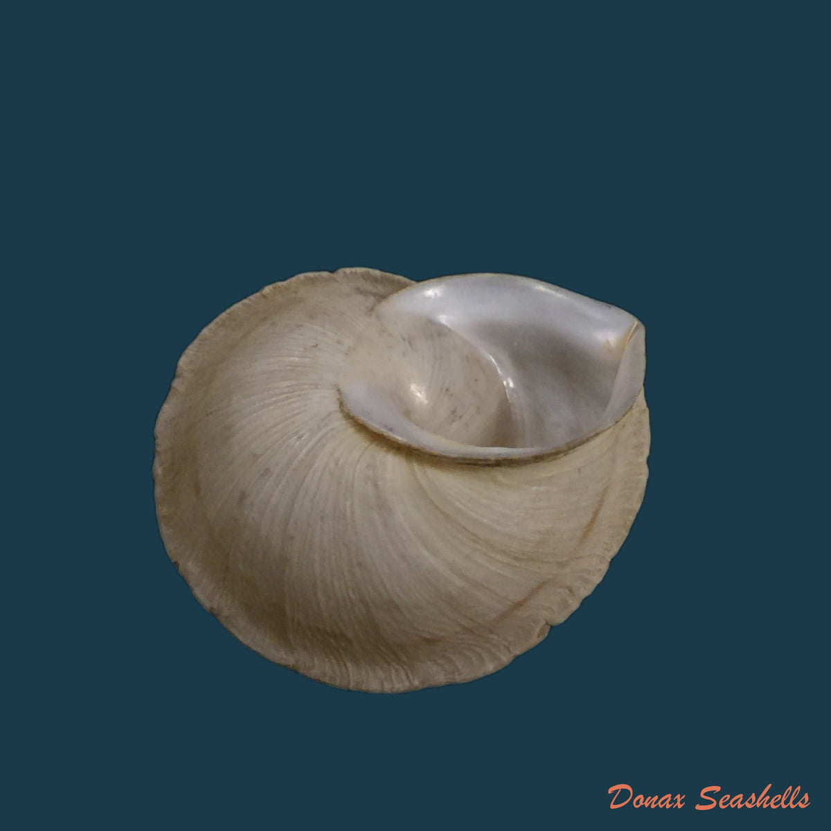 copia-de-rossmaessleria-sicanoides-kobelt-1881-19-3mm