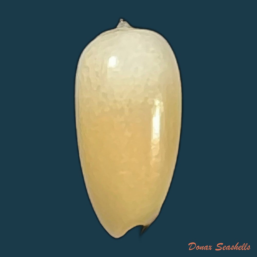 copia-de-scabricola-olivaeformis-swainson-1821-13-5mm