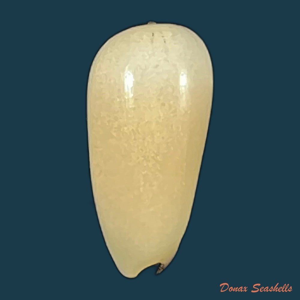 copia-de-scabricola-olivaeformis-swainson-1821-13-9mm-1