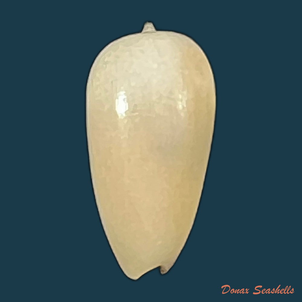 copia-de-scabricola-olivaeformis-swainson-1821-14-4mm