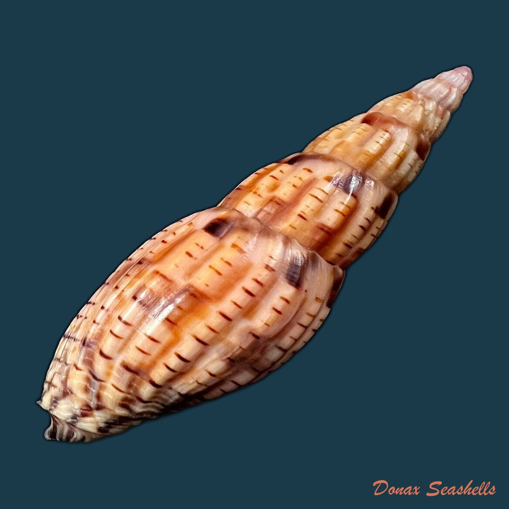copia-de-scaphella-evelina-bayer-1971-117-3mm