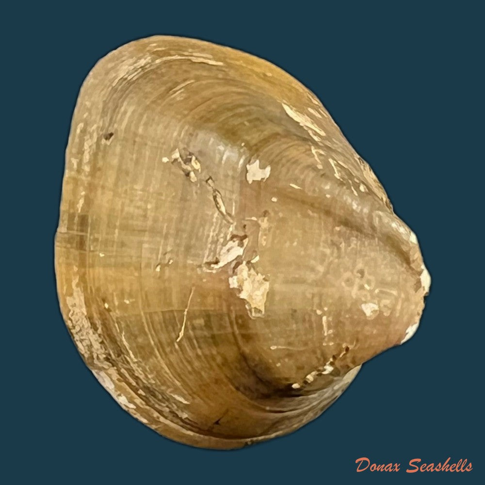 copia-de-schistodesmus-spinosus-c-t-simpson-1900-29-1mm
