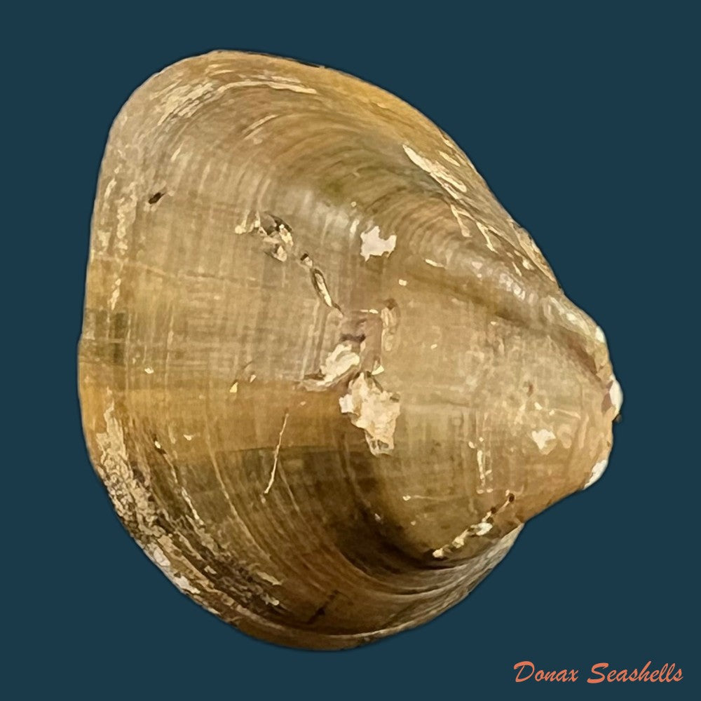 copia-de-schistodesmus-spinosus-c-t-simpson-1900-29-1mm