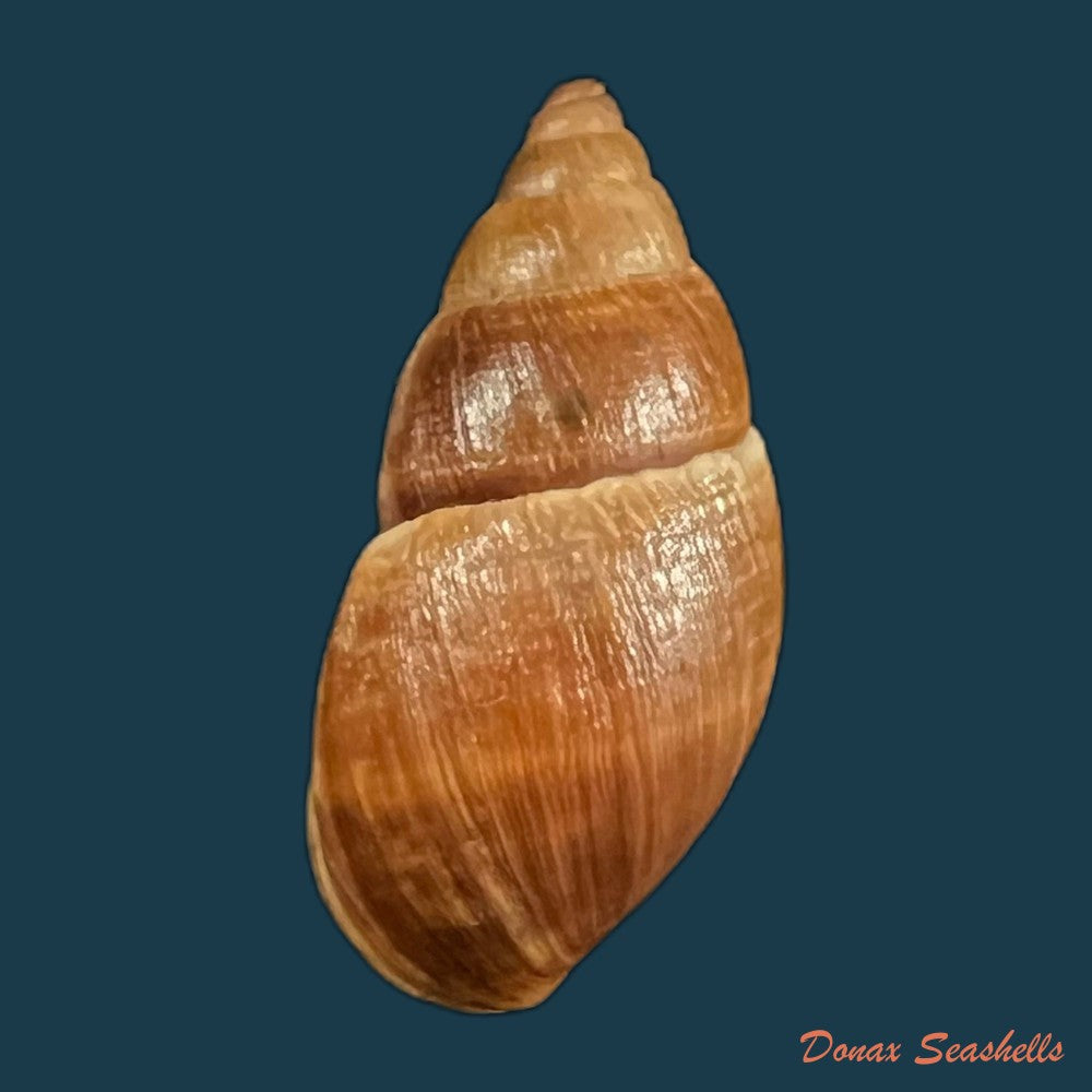 copia-de-scholvienia-alutacea-reeve-1849-25-6mm