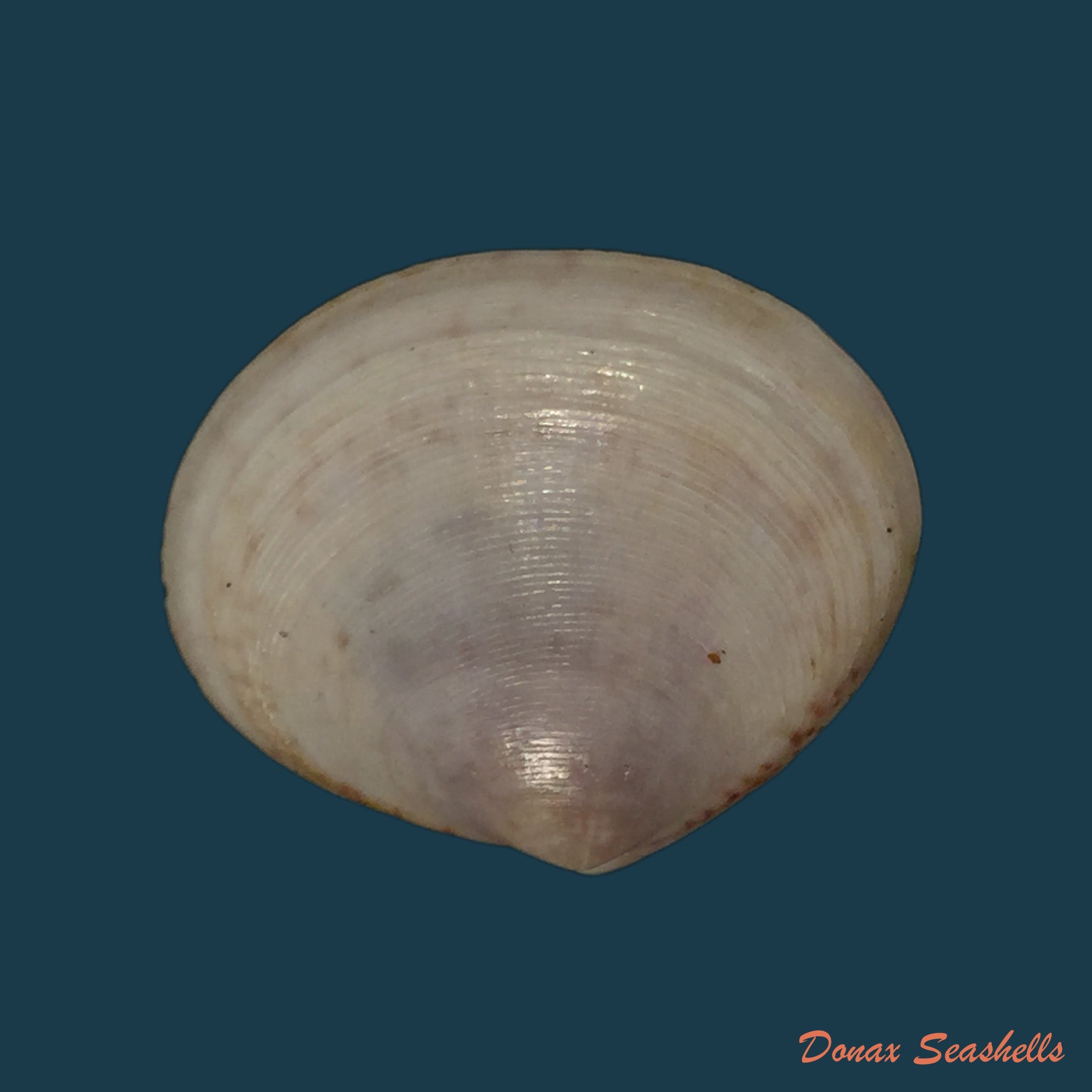 copia-de-semele-purpurascens-gmelin-1791-31-9mm