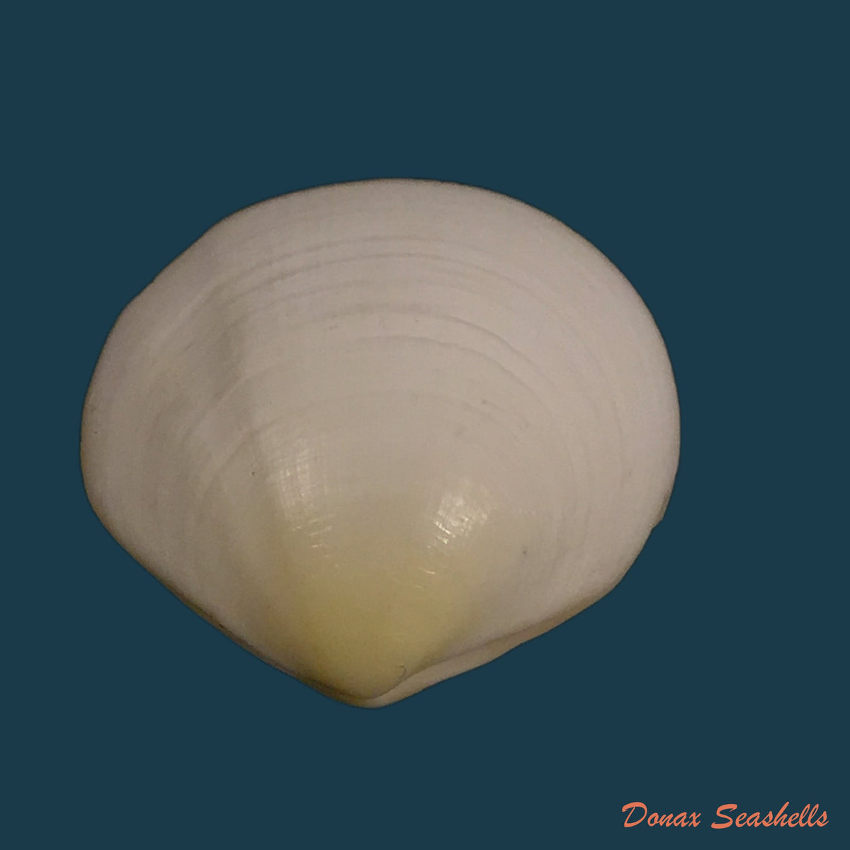 copia-de-semele-purpurascens-gmelin-1792