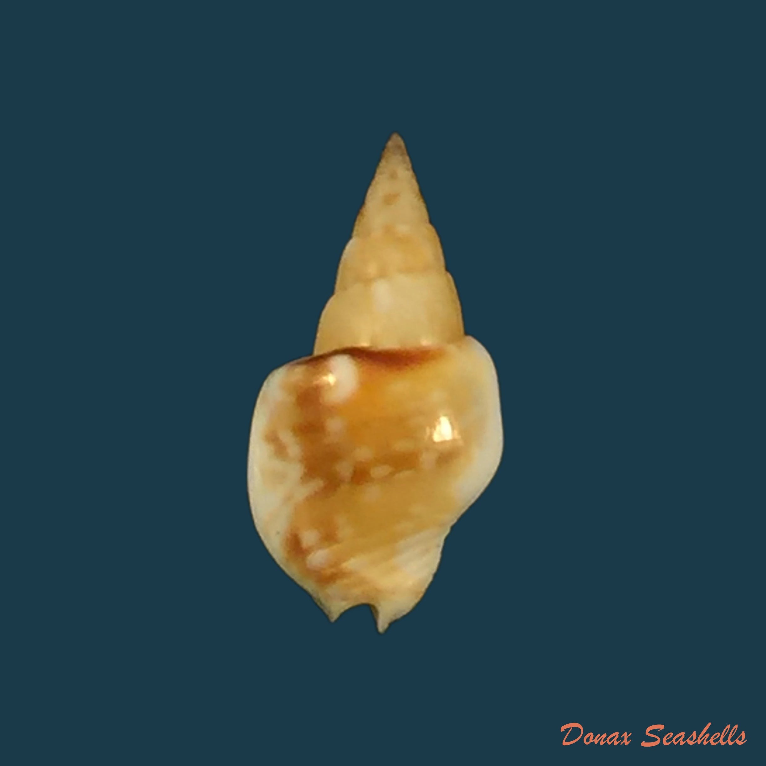 copia-de-sincola-gibberula-g-b-sowerby-i-1832-10-5mm