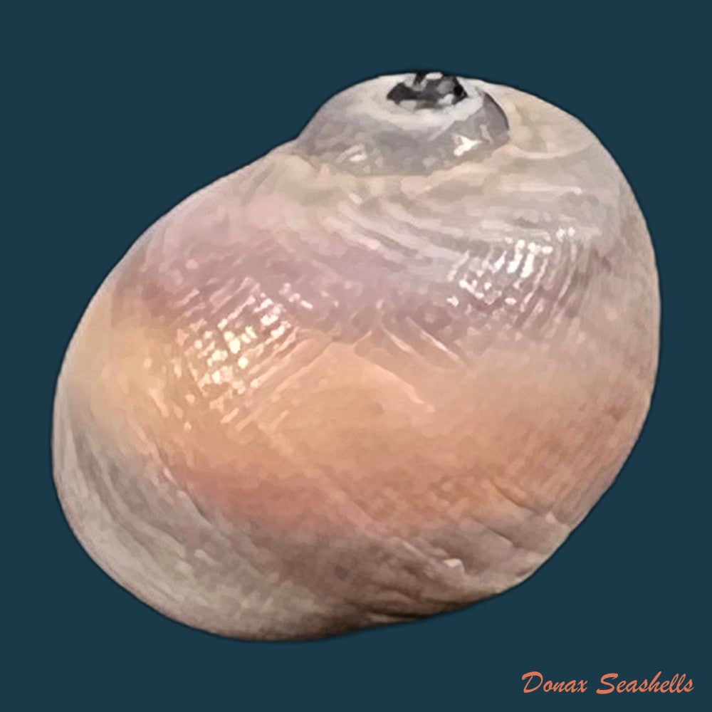 copia-de-spekia-zonata-woodward-1859-10-6mm