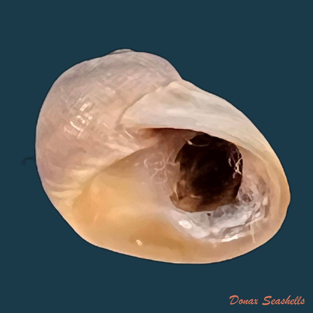 copia-de-spekia-zonata-woodward-1859-10-6mm