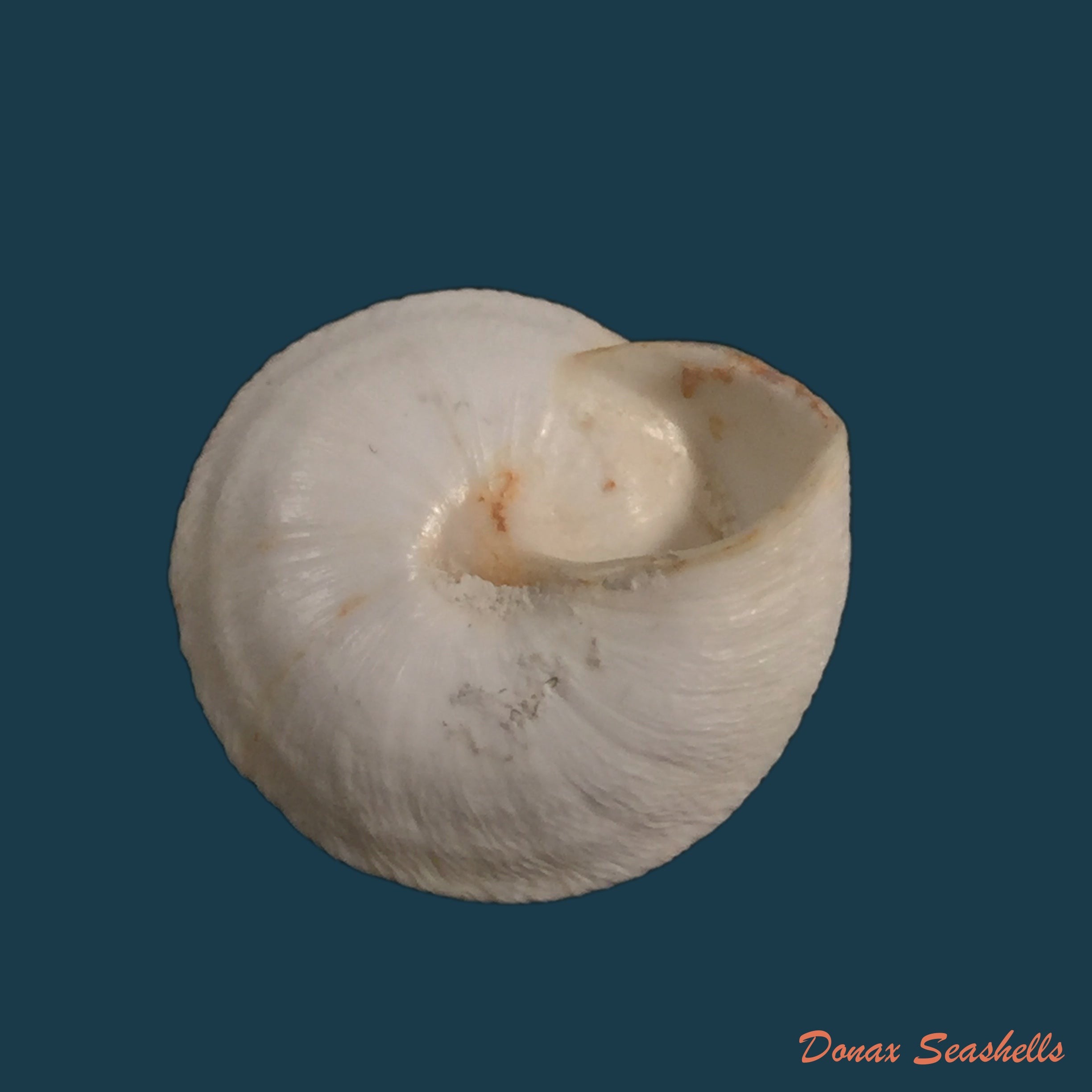 copia-de-sphincterochila-chionudiscus-boettger-1884-20-2mm